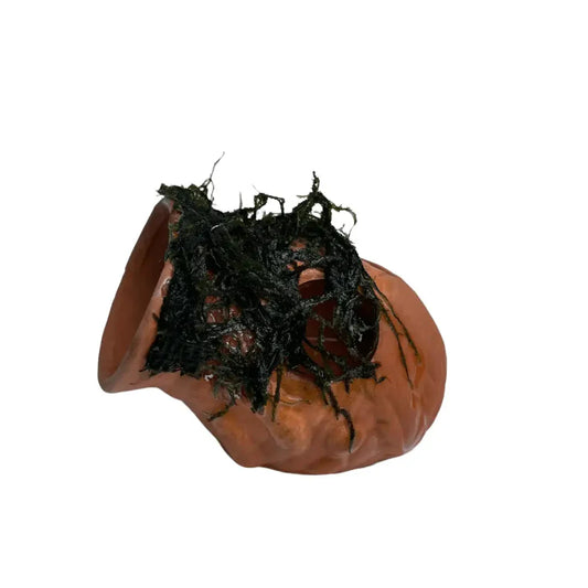 ABQUATICS Ceramic Jar With Moss
