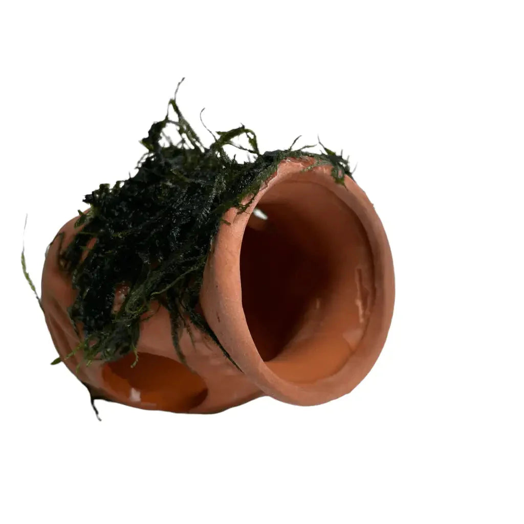 ABQUATICS Ceramic Jar With Moss