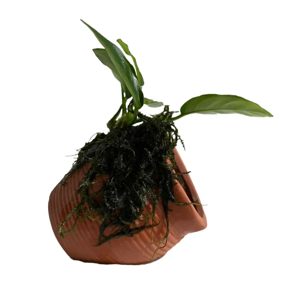 ABQUATICS Ceramic URN With Anubias Nana & Moss