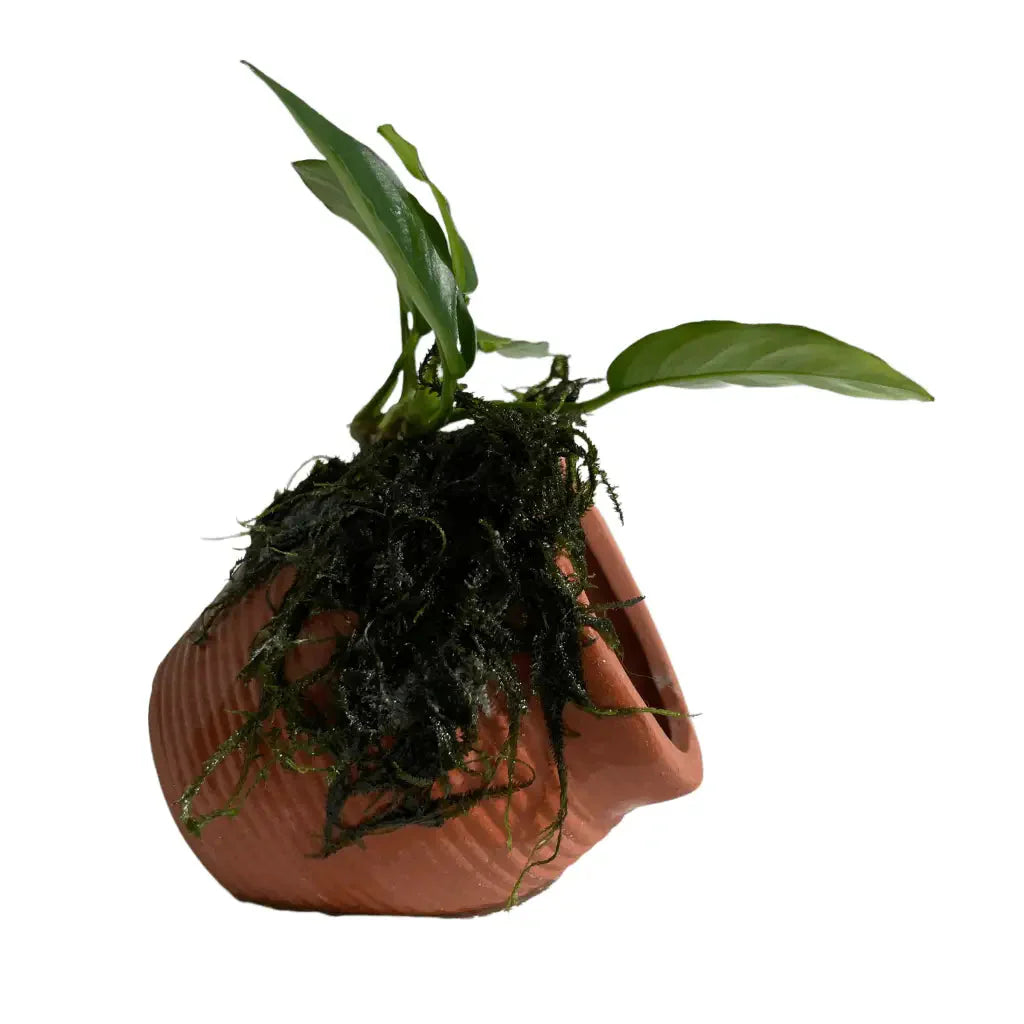 ABQUATICS Ceramic URN With Anubias Nana & Moss