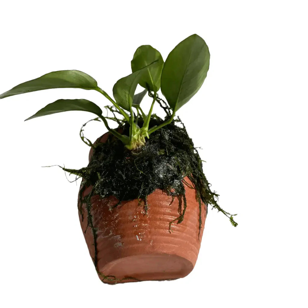 ABQUATICS Ceramic URN With Anubias Nana & Moss
