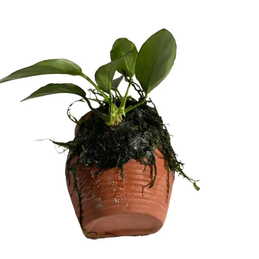 Aquatic plant in terracotta pot.