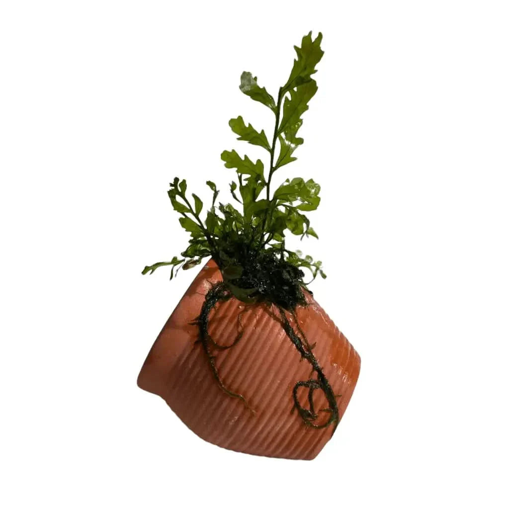 Potted green fern with visible roots.
