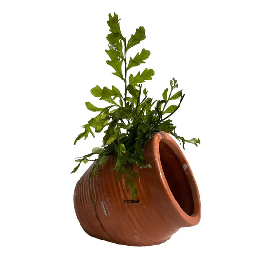 ABQUATICS Ceramic URN With Bolbitus