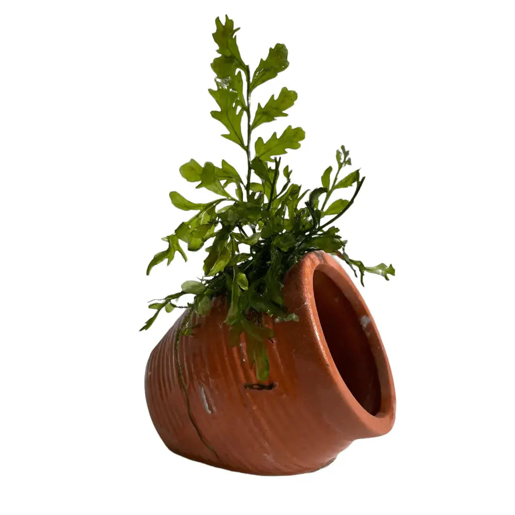 ABQUATICS Ceramic URN With Bolbitus