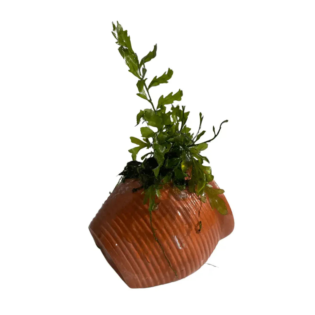 ABQUATICS Ceramic URN With Bolbitus