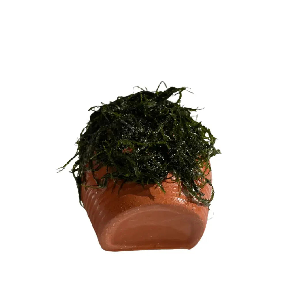 ABQUATICS Ceramic URN With Moss
