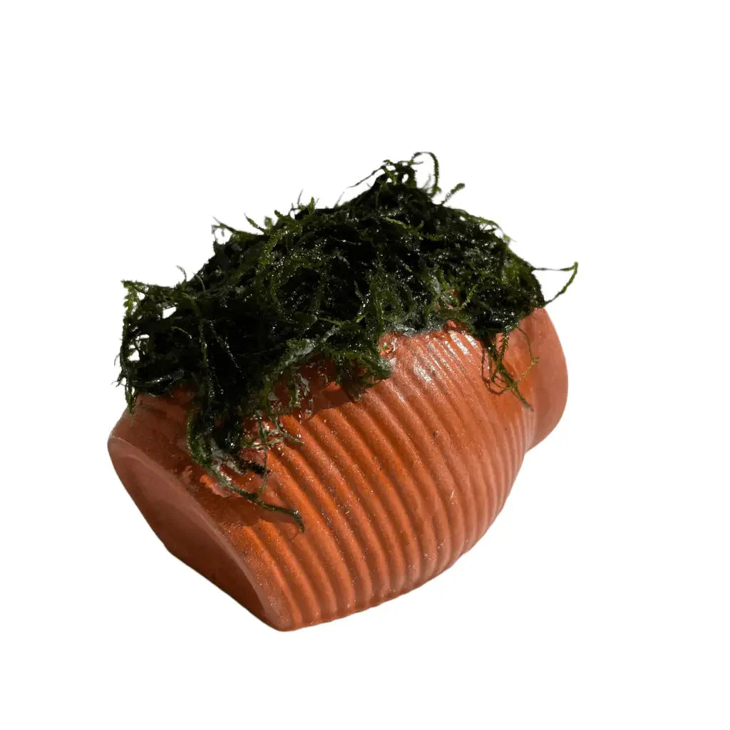 ABQUATICS Ceramic URN With Moss
