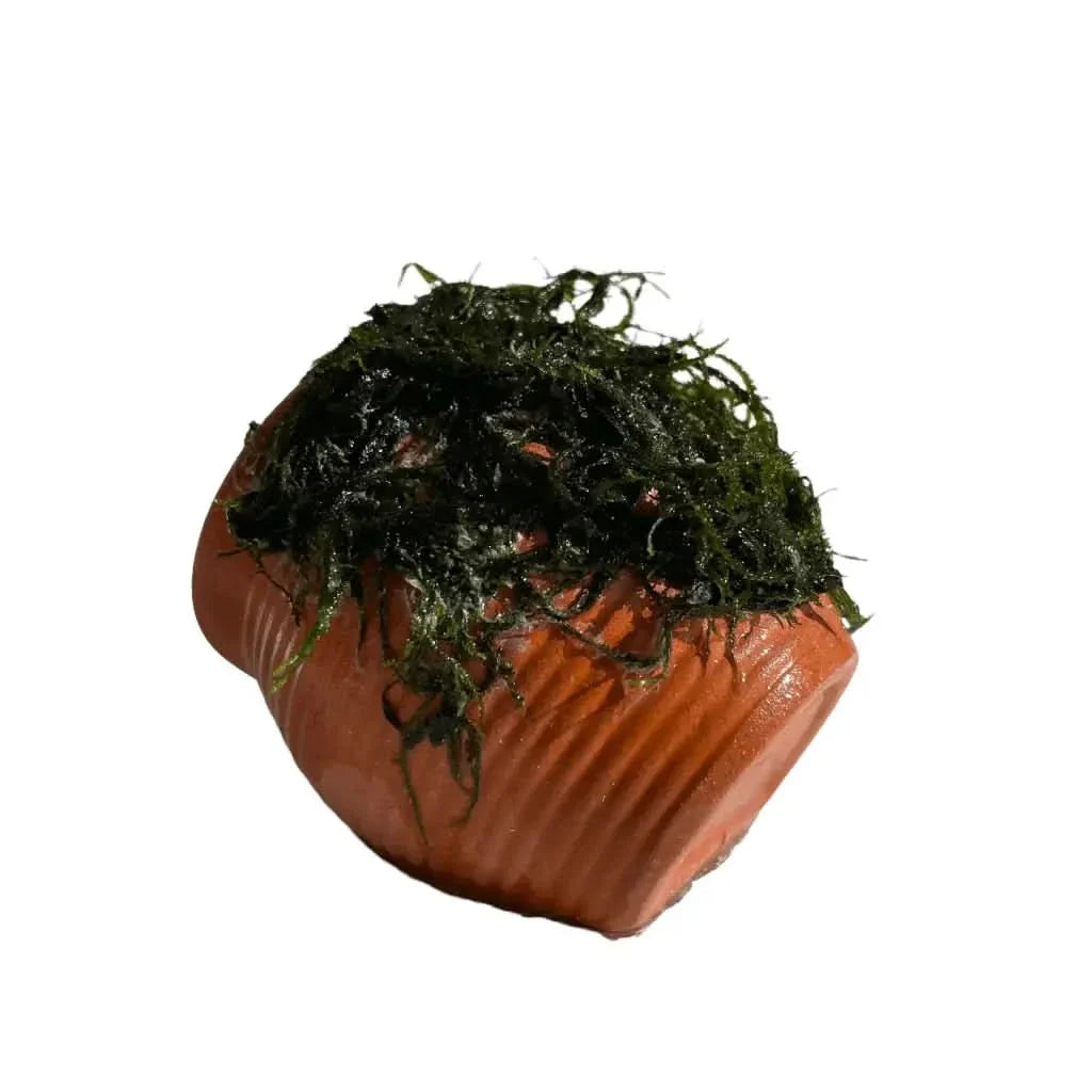 Terracotta pot with green moss.