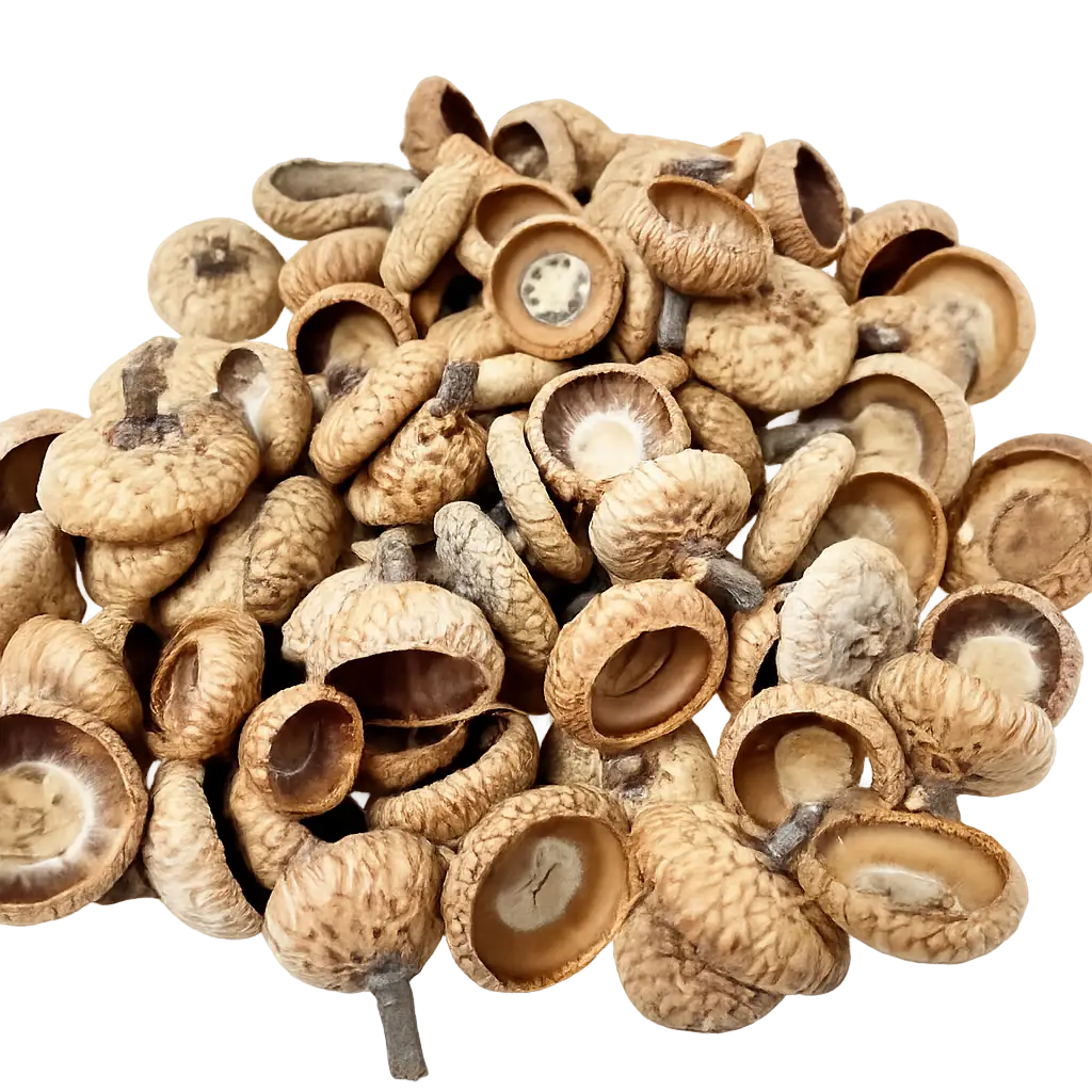 A pile of dried, light brown acorn caps with textured surfaces and some showing their inner circular bases.
