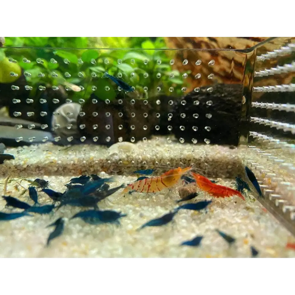 Acrylic Corner Feeding Ring