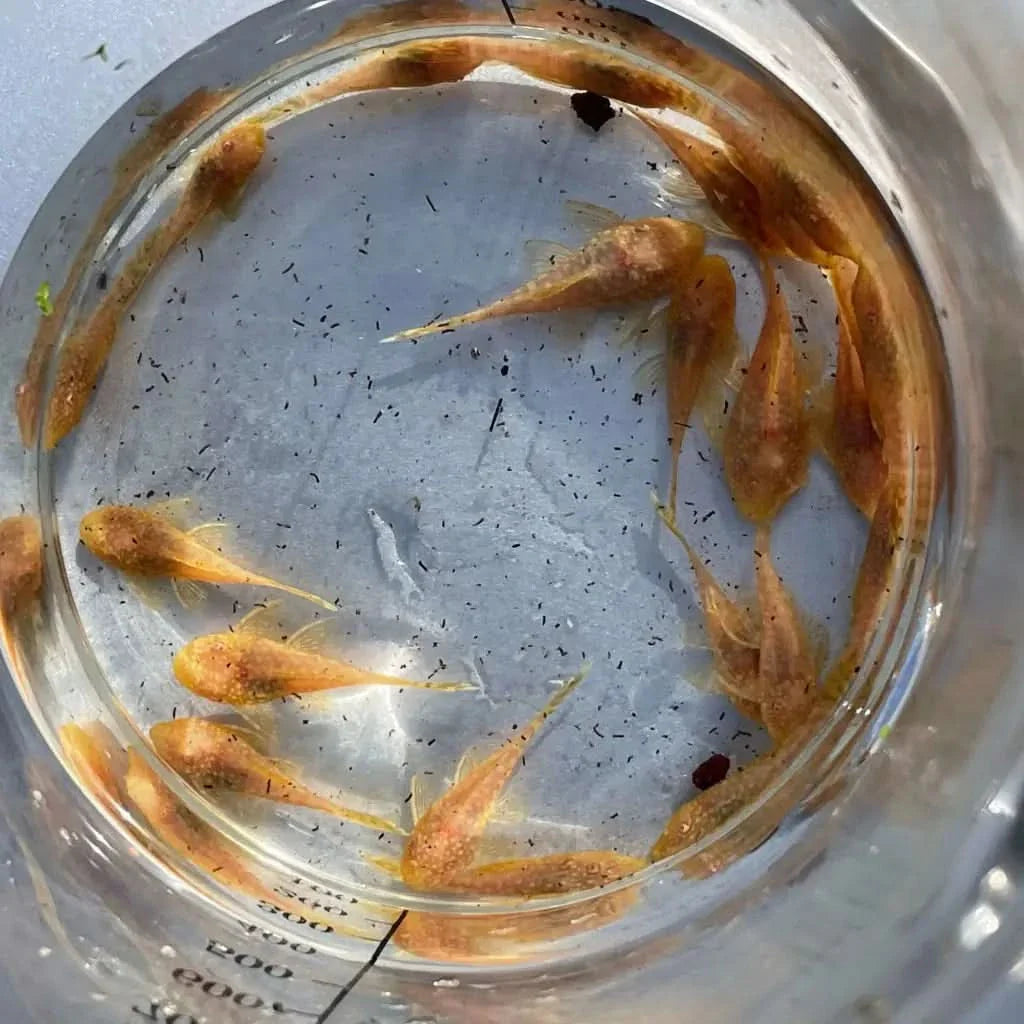 Albino bristlenose plecos in water.