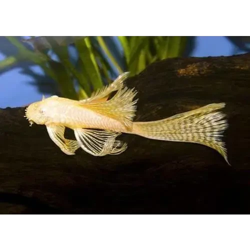 Albino bristlenose pleco.