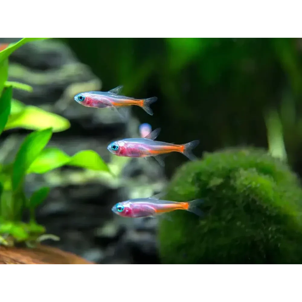 Three small, colorful fish.