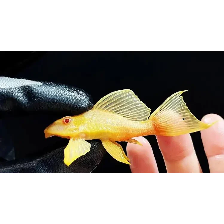Golden bristlenose pleco.