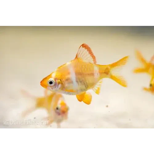 Orange and white goldfish.