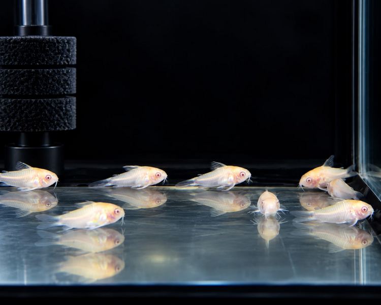 Albino Pygmy Cory Catfish