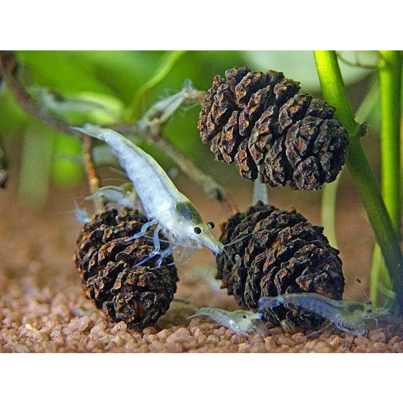 Alder Cones 12 Pcs