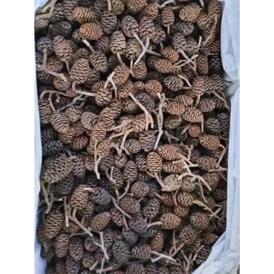 Pile of brown alder cones.