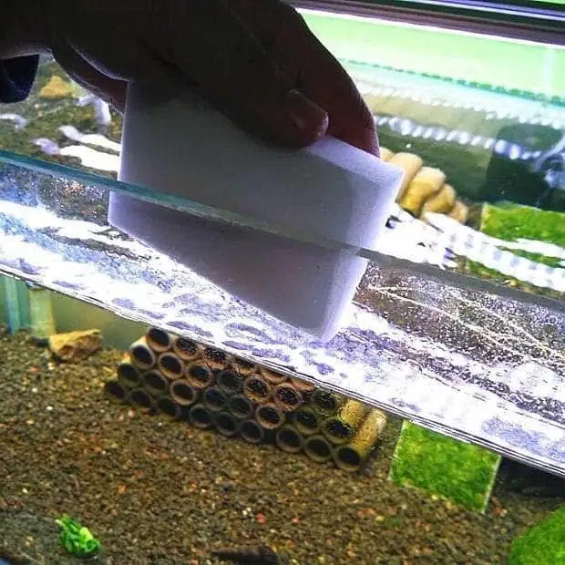 Algae Scrubber