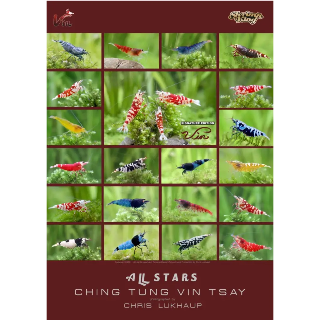 Collage of colorful shrimp.