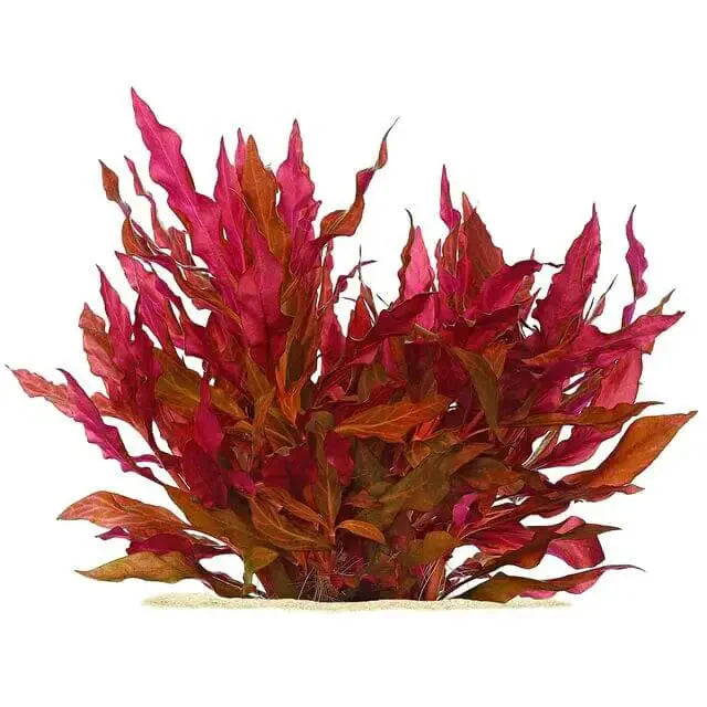 Alternanthera Mini Reineckii bunch
