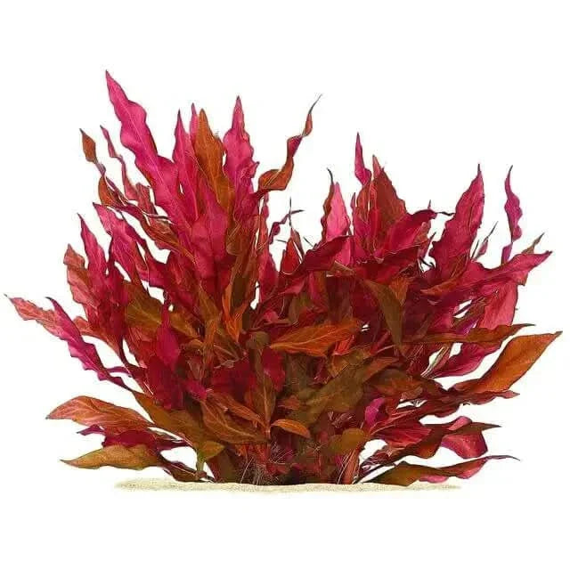 Red aquarium plant.