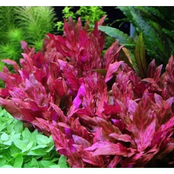Vibrant red aquatic plant.
