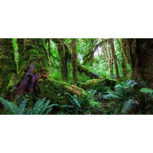 Lush green forest.