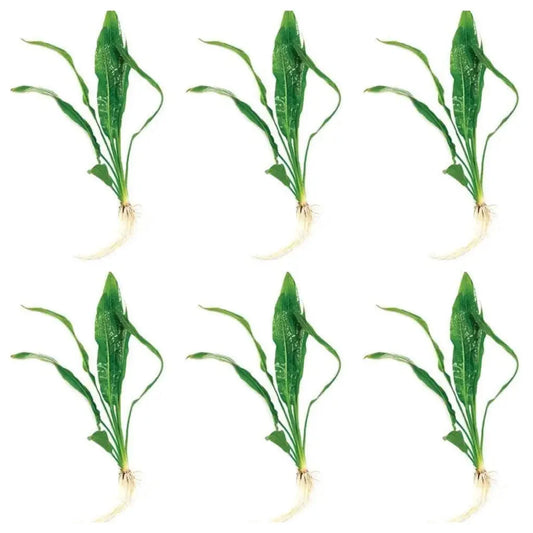 Amazon Sword plant Multi Pack