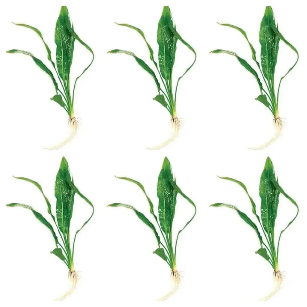 Six green aquatic plants.