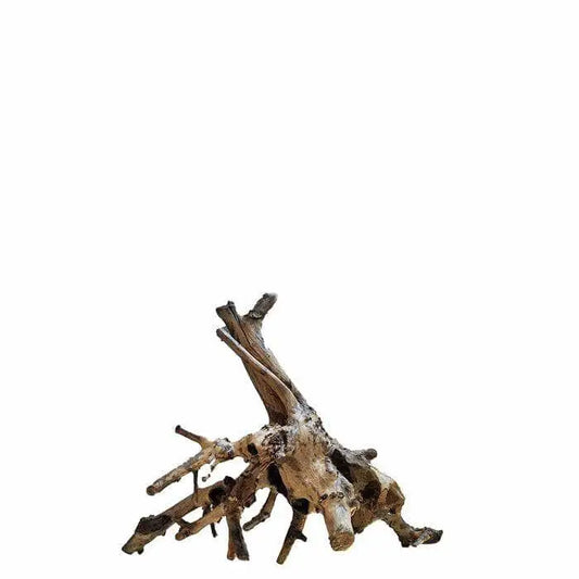 Amazon Wood Around 20CM
