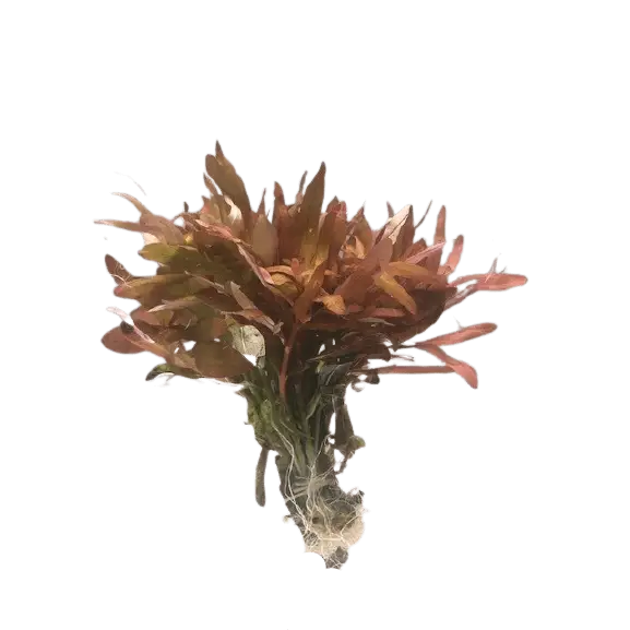 Ammania gracilis submersed/bunch