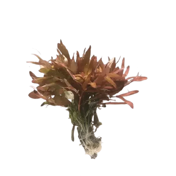 Reddish-brown aquatic plant with roots.