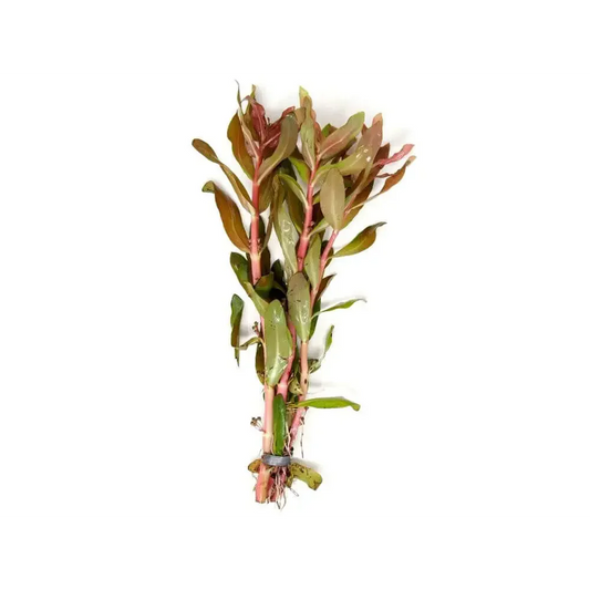 Ammania senegalensis submersed/bunch copper leaf