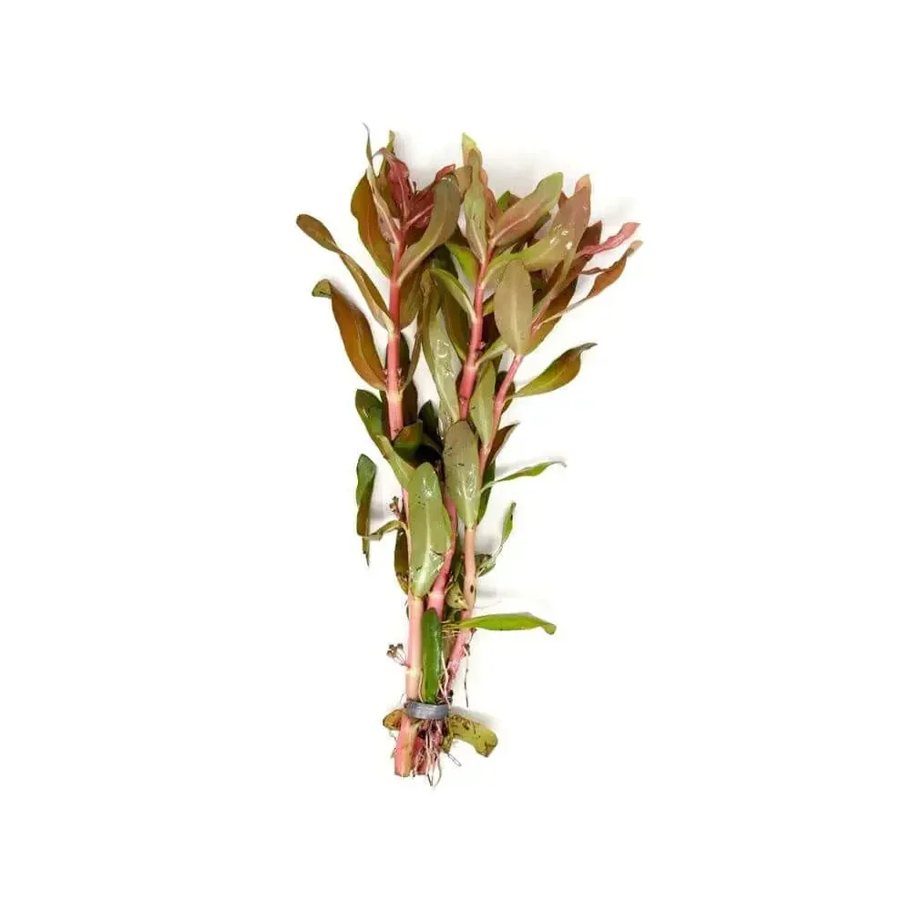 Bundled aquatic plant with reddish stems and green leaves.