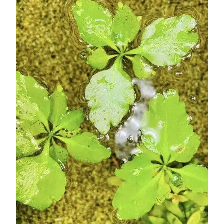 Floating aquatic plants.