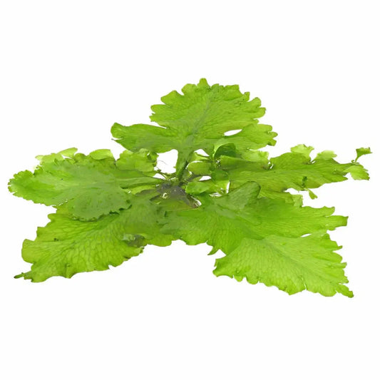 Antler FLoater Floating Plant