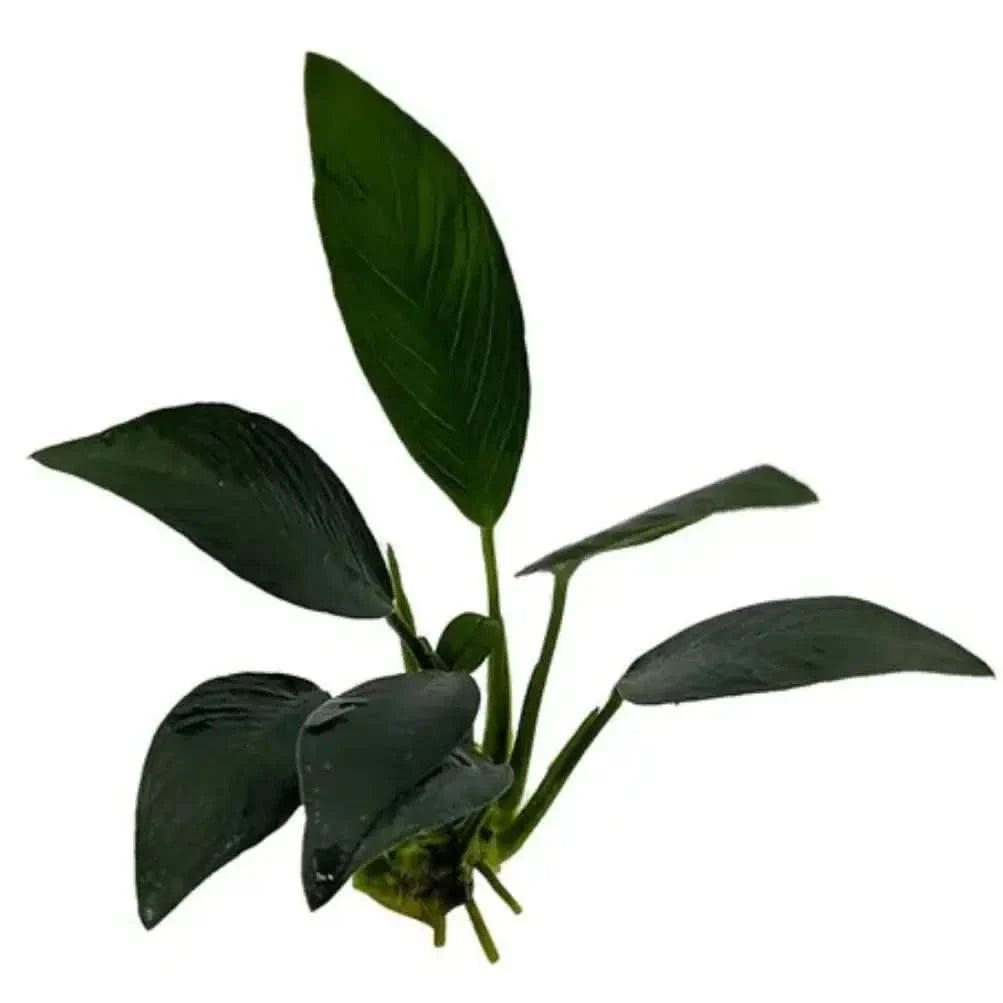 Aquatic plant with dark green leaves.