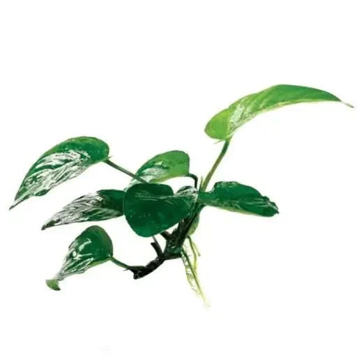 Green aquatic plant with variegated leaves.