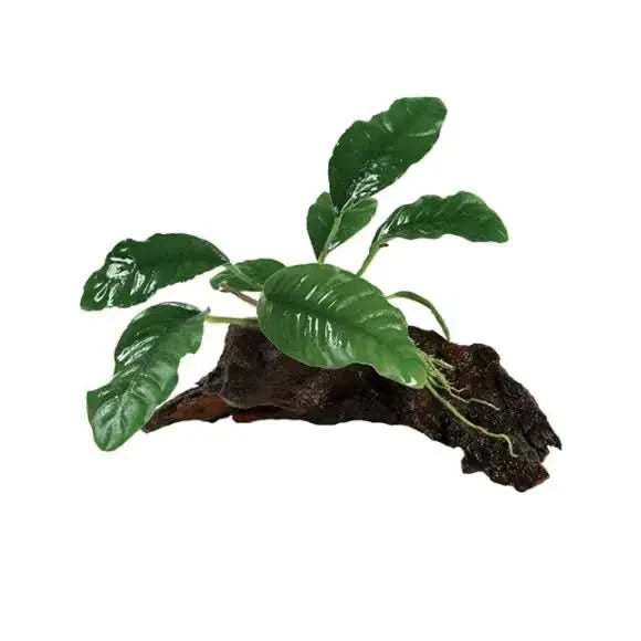 Aquatic plant on driftwood.