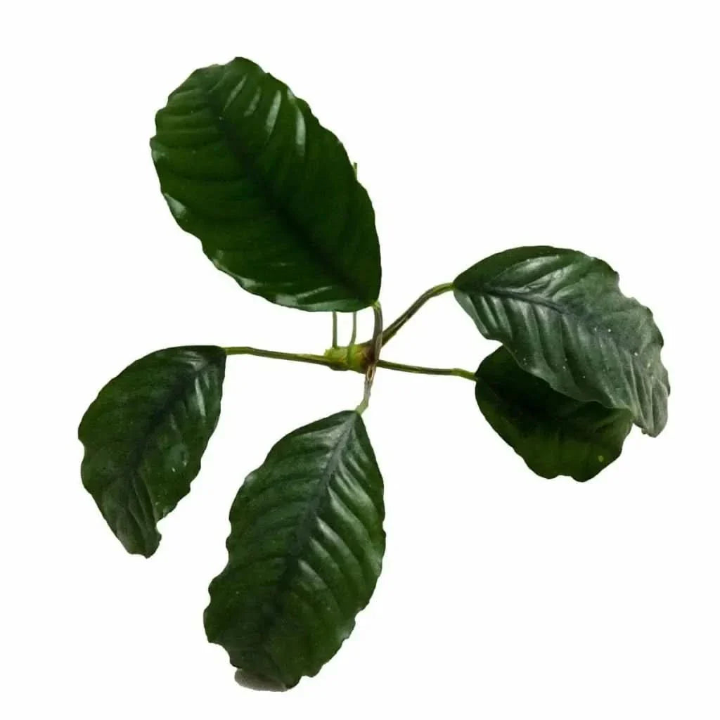 Green aquatic plant.