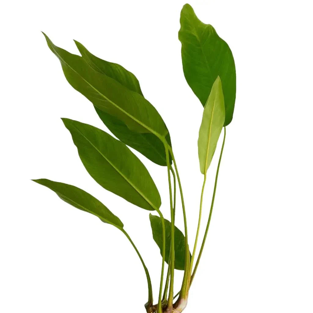 Green aquatic plant.
