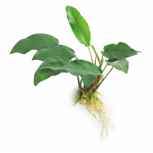 Anubias Emerald Heart
