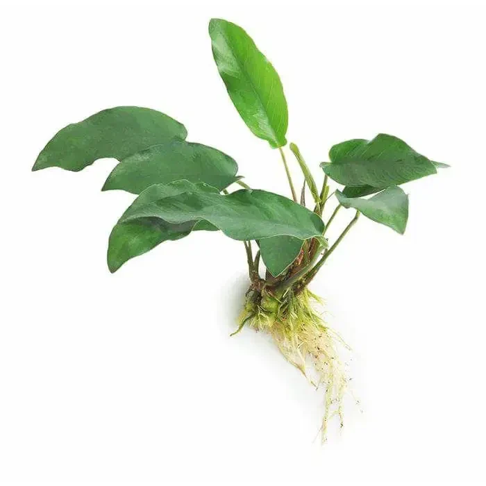 Aquatic plant with green leaves and exposed roots.