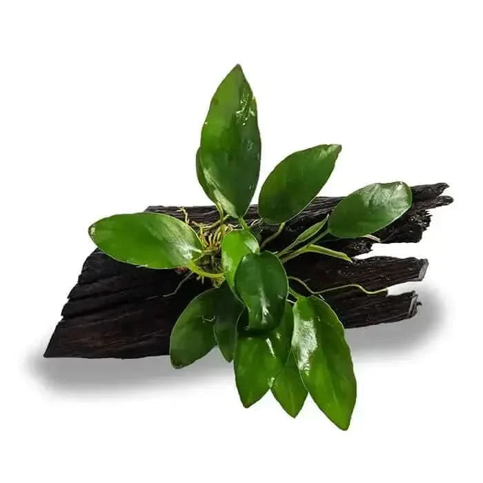 Aquatic plant on driftwood.