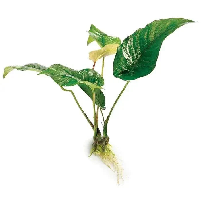 Green and white variegated aquatic plant.