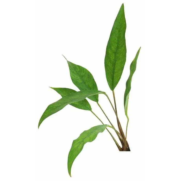 Green aquatic plant.