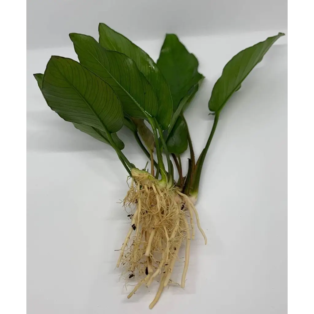 Anubias Isabelle