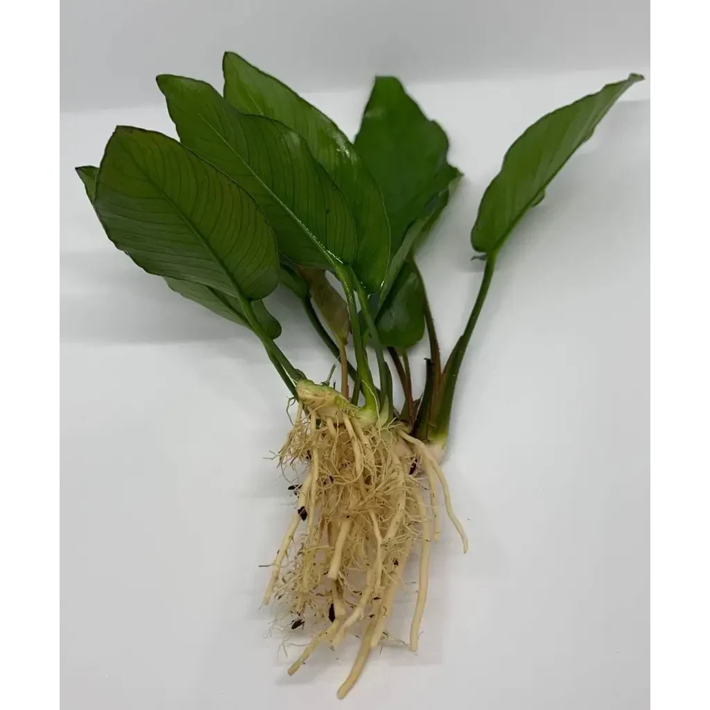 Aquatic plant with roots.